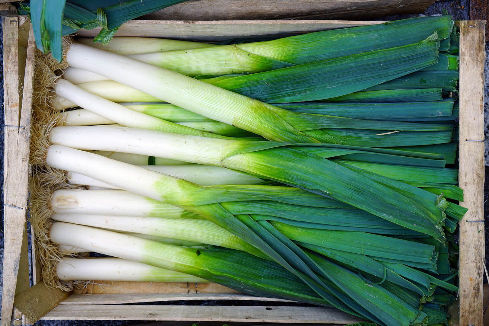 Vers geoogste asperges en prei bij de kweker